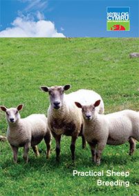 Practical Sheep Breeding: cover