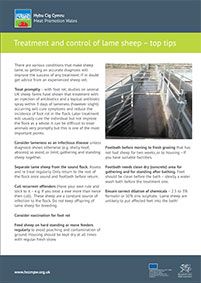 Treatment and control of lame sheep – top tips: cover
