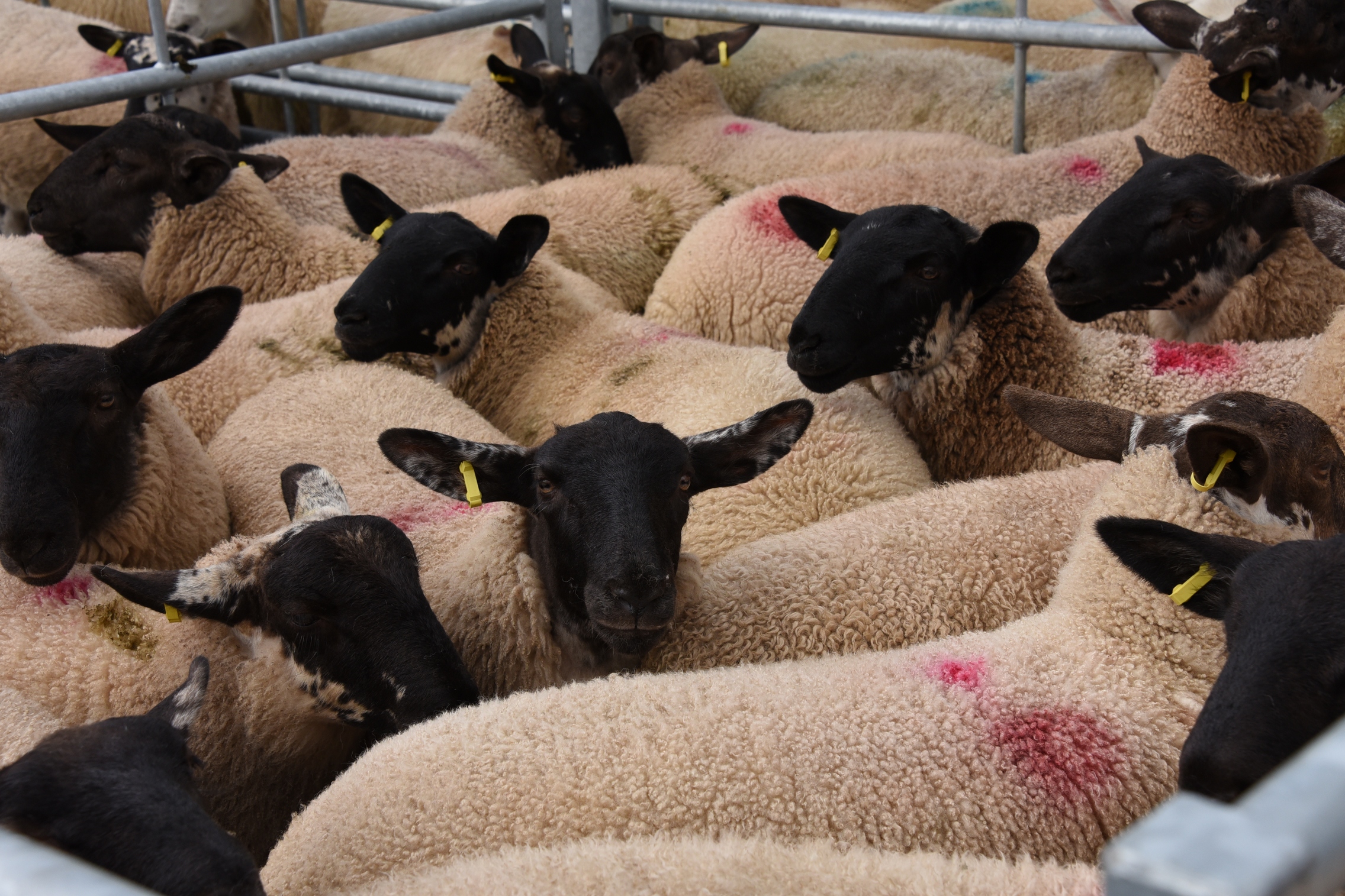 Livestock market prices reach historical highs | HCC / Meat Promotion Wales