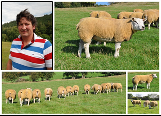 collage of images which shows Huw Rees Jones and images of sheep in a field