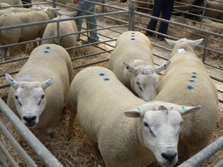 four sheep in a pen at market