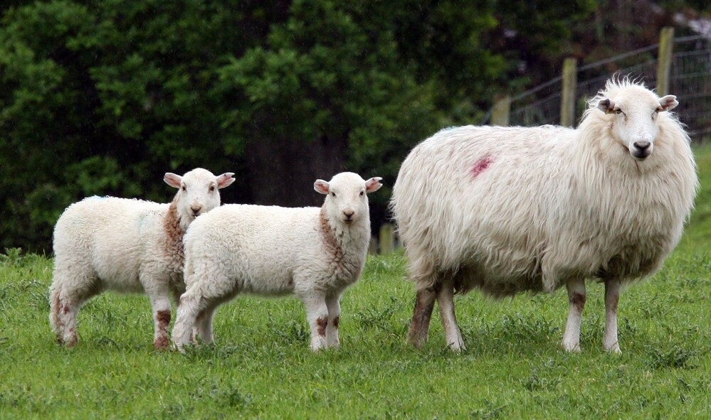 Three sheep with tags looking at camera