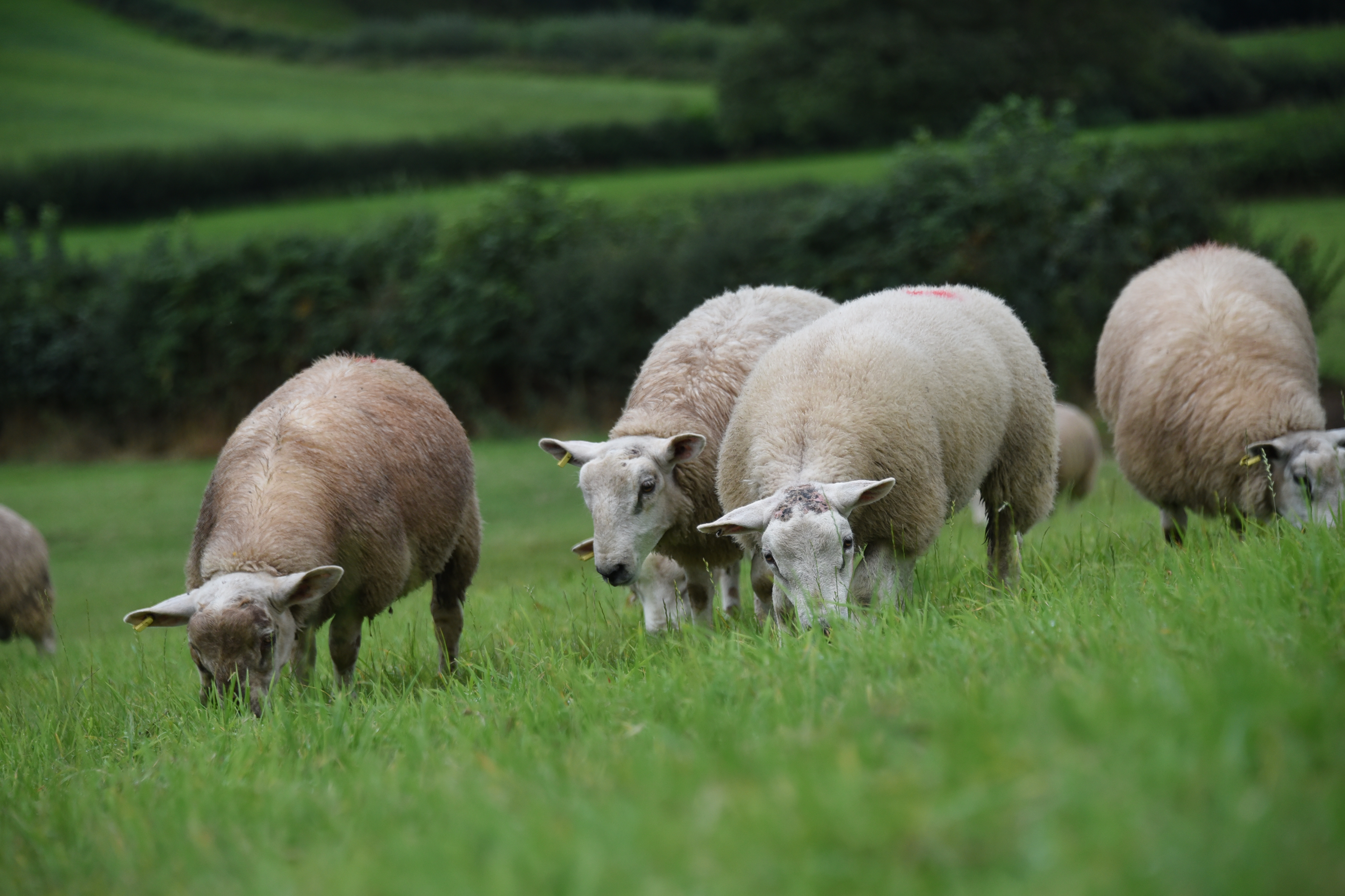 Sheep grazing on grass