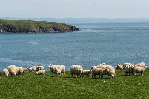 Supply constraints continue to underpin lamb markets