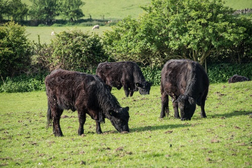 3 black cows grazing on a field