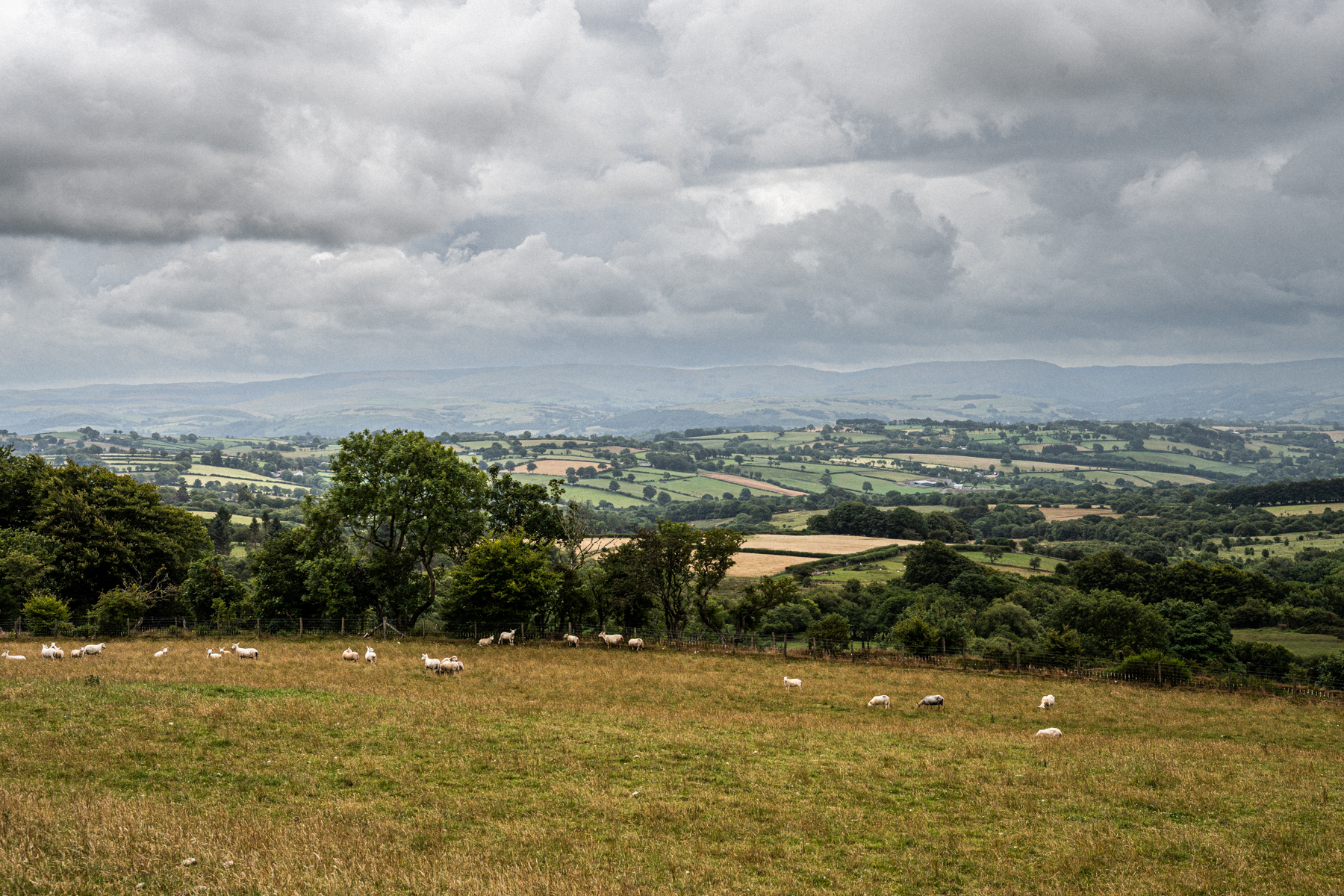 Welsh countryside with sheep in foreground and rolling hills in background