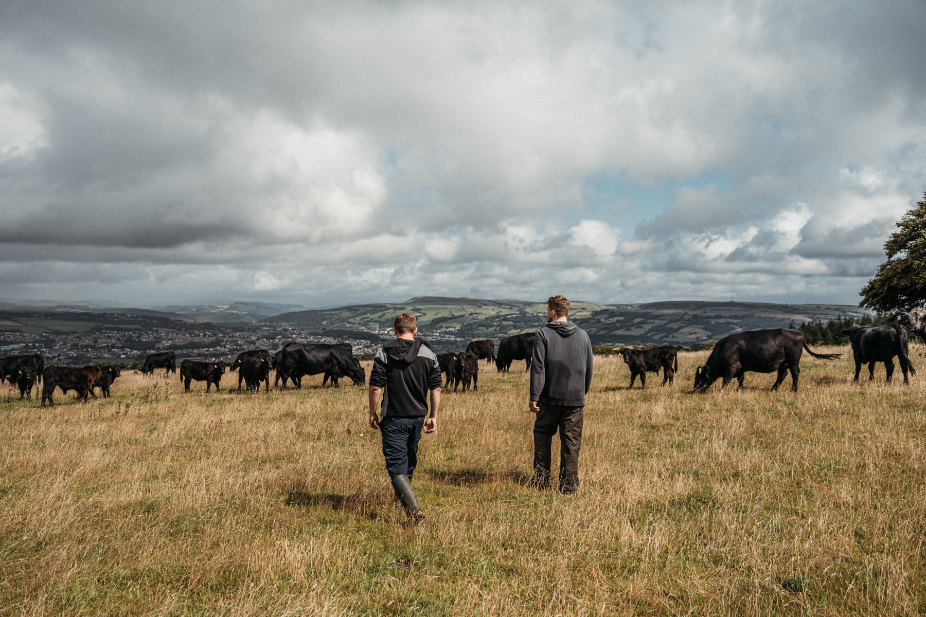 two farmers walking across a field of cows with hills in background