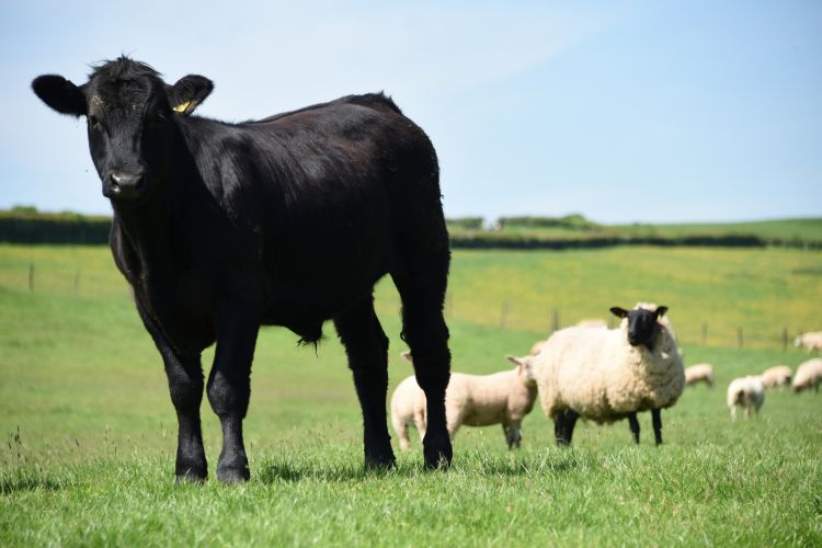 Black cow looking at camera with sheep in background