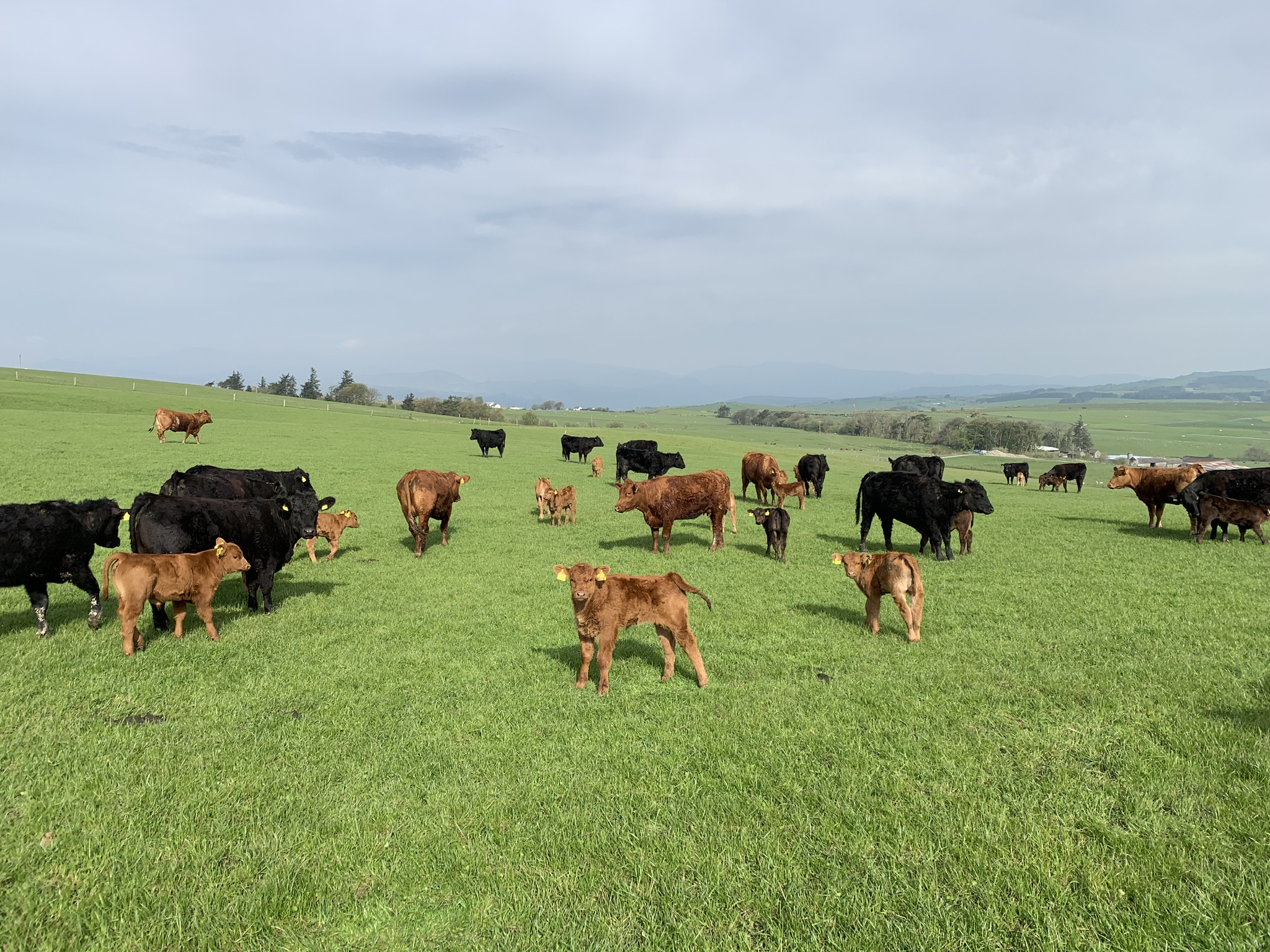 Cows in field on Moelogan Fawr farm