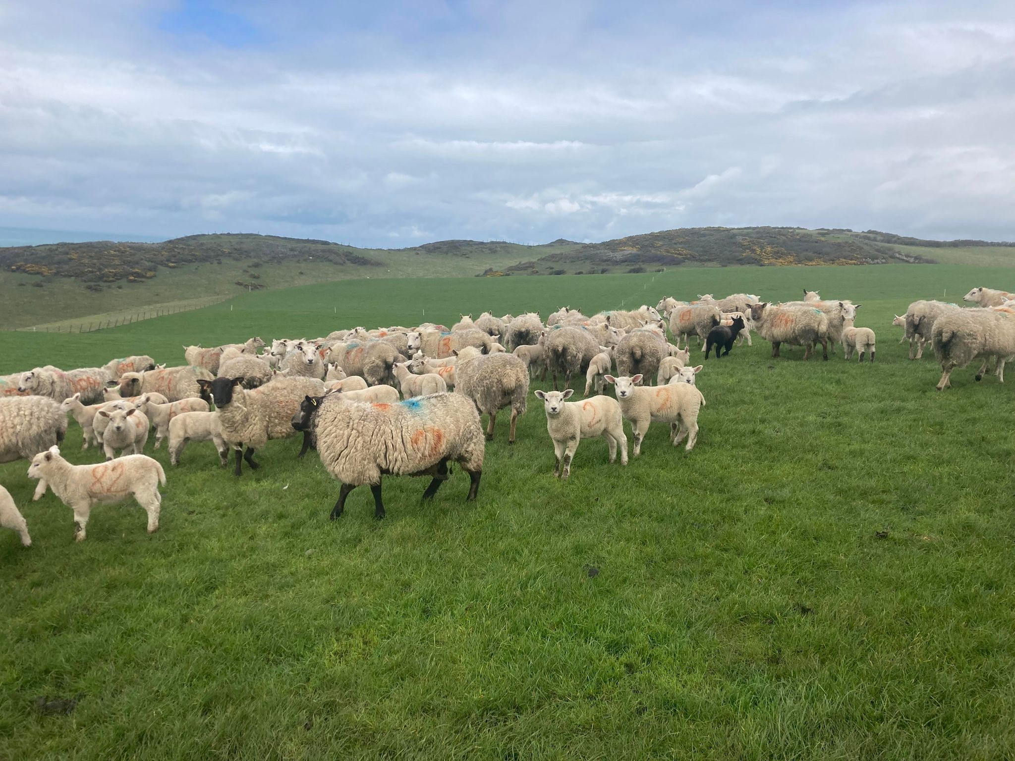 Sheep in a field in Penlan Farm with hills in background