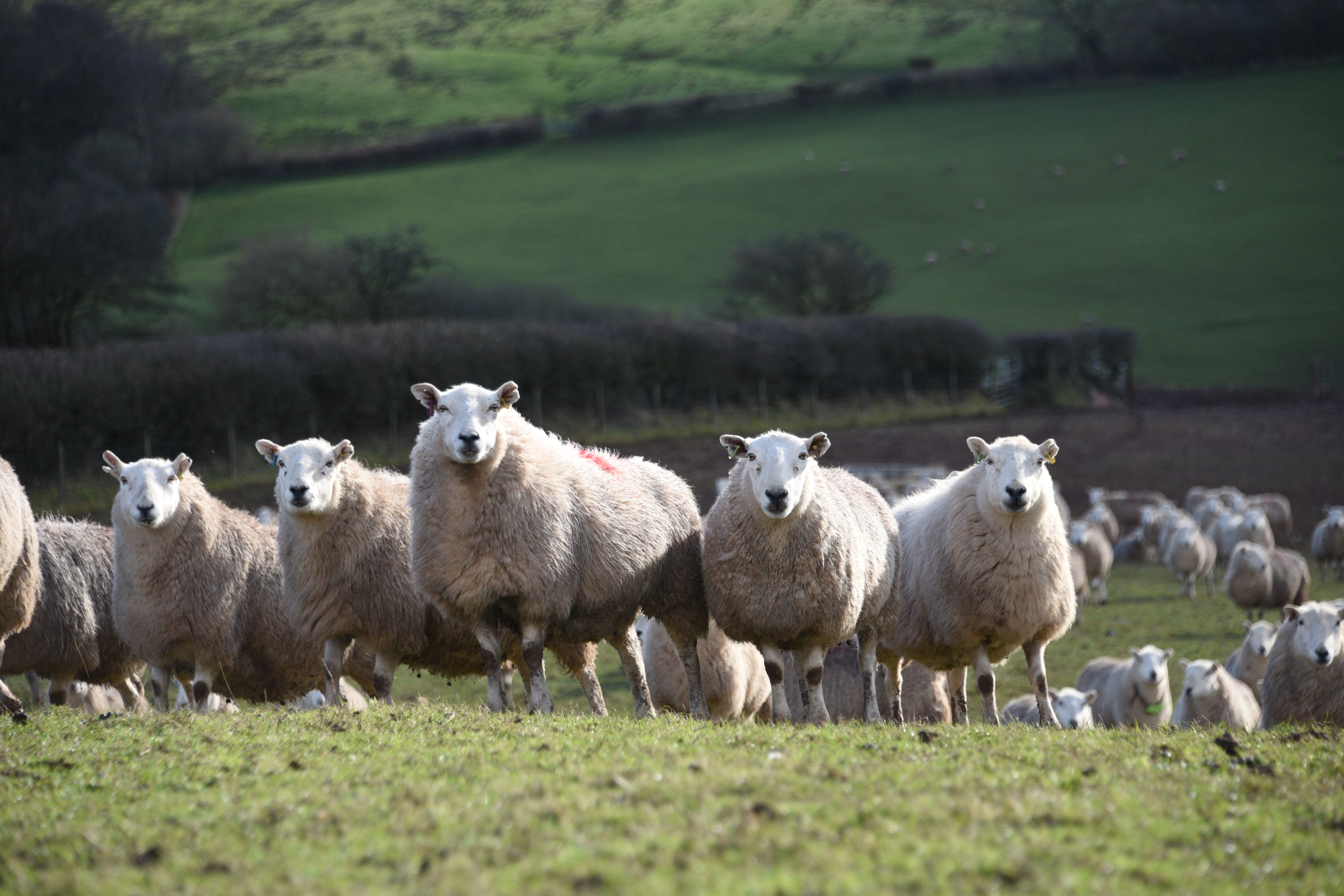 Welsh Mountain Sheep
