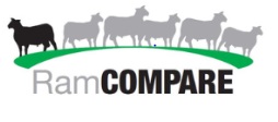 RamCompare progeny project seeks new commercial sheep flocks