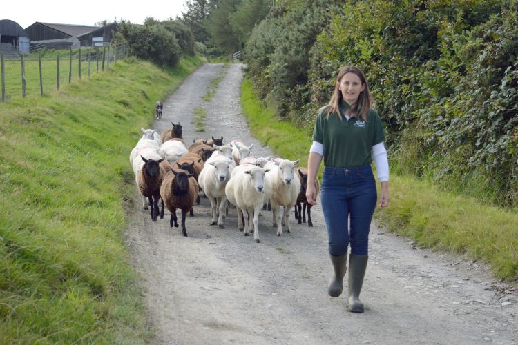 Farming practises must adapt Ceredigion sheep farmer stresses on World Environment Day