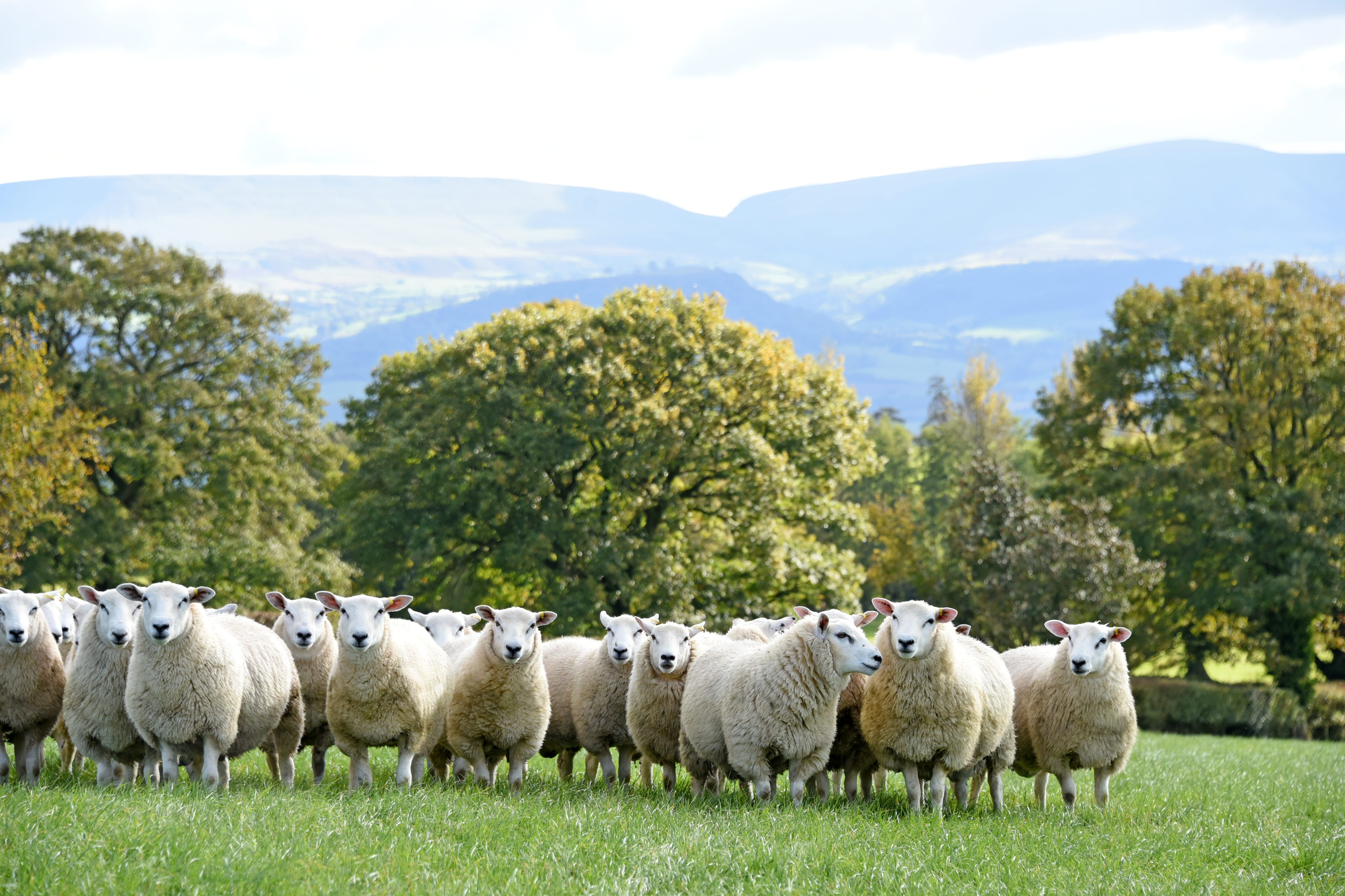 Ffeithiau ar flaen eich bysedd mewn llyfryn llawn data