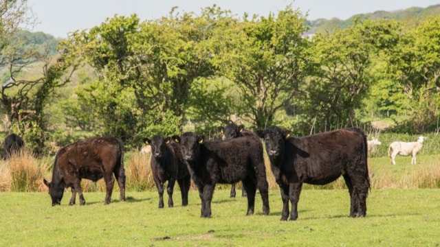 Export returns boost for Welsh red meat