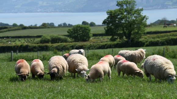Cannoedd o ffeithiau am dda byw ar flaenau eich bysedd