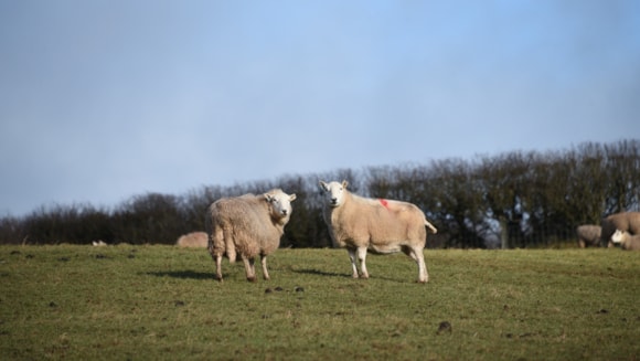 Ffigyrau diweddaraf y DU yn dangos y posibilrwydd o gyflenwad tynnach