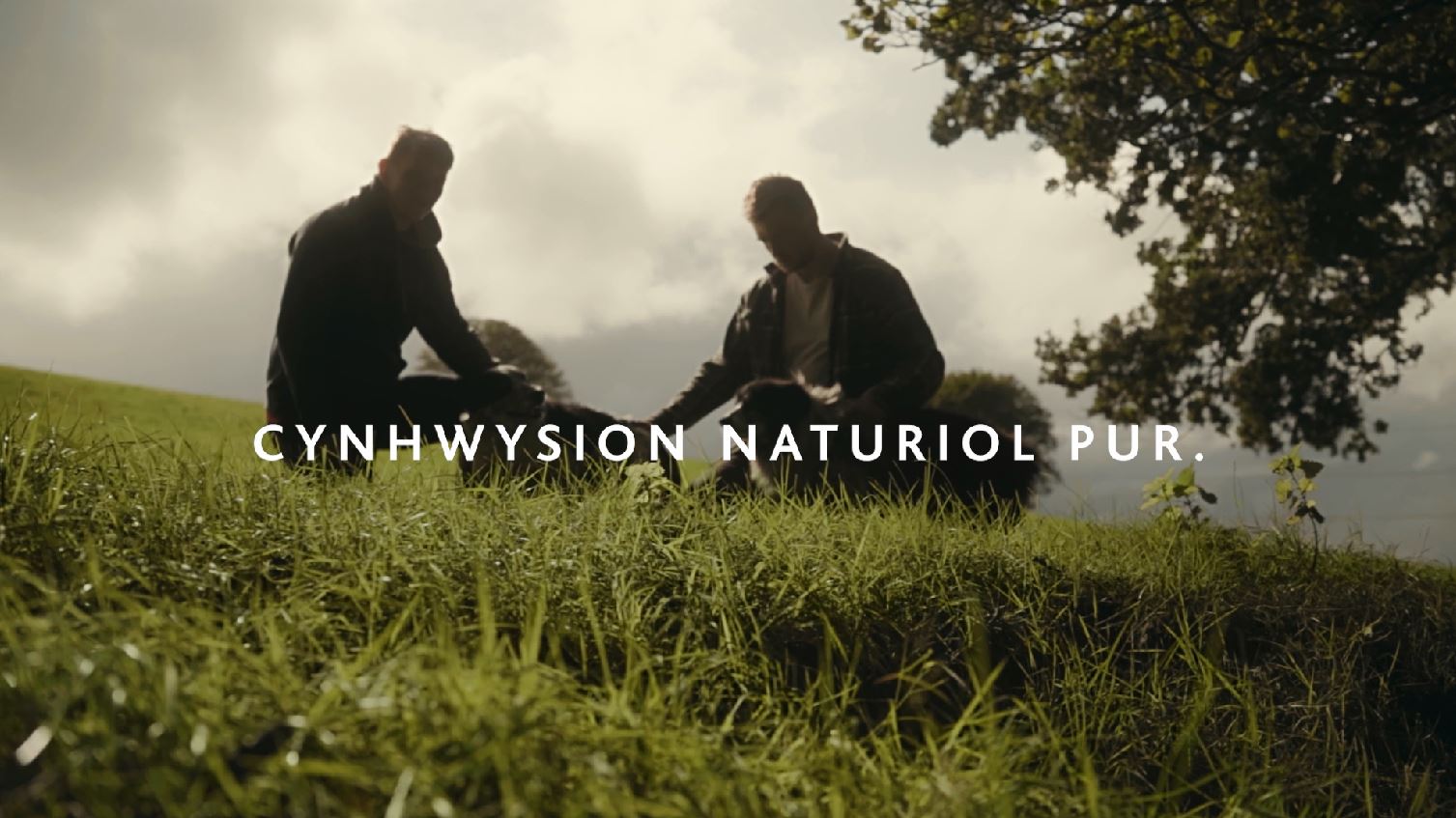 Lansio ymgyrch newydd Cig Eidion Cymru