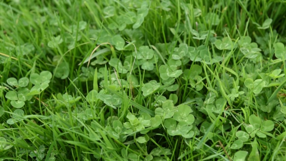 New grassland resilience project seeks to make £1.6 billion savings