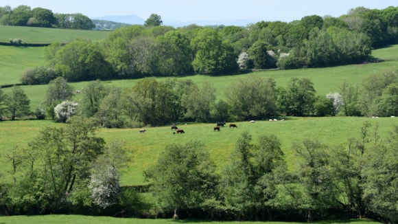 Uchafbwyntiau prisiau yn nodi blwyddyn fywiog ar gyfer cig oen a chig eidion