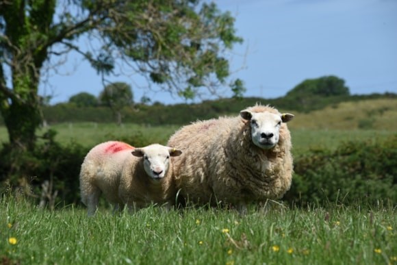 Angen ffermydd i gasglu data am ŵyn masnachol ar gyfer prosiect geneteg