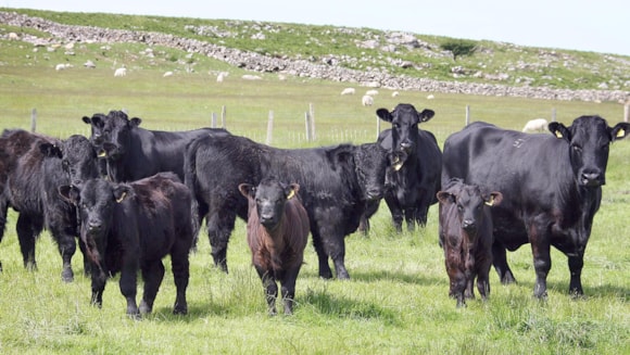 Calling all beef and sheep farmers in Wales