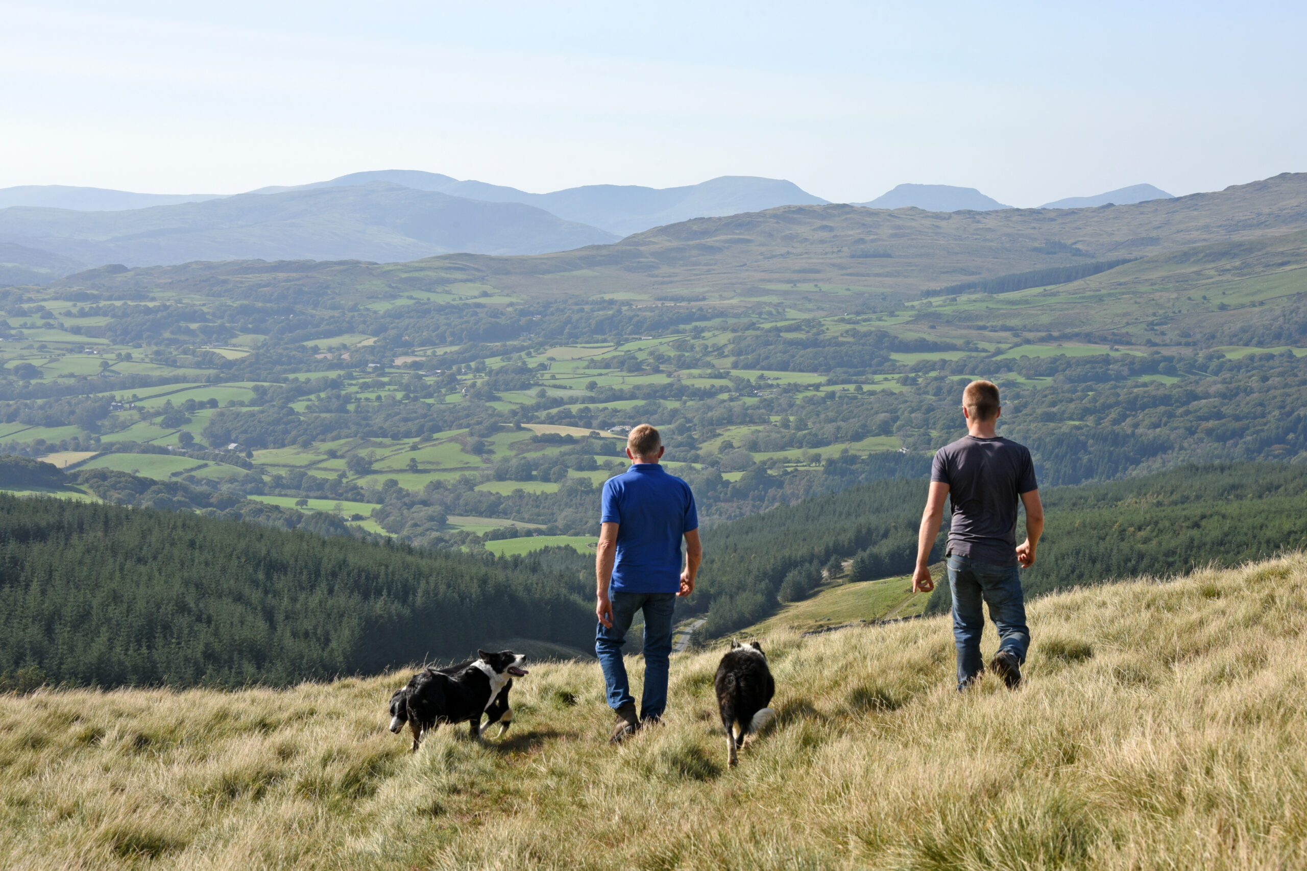 Red Meat Industry Vision: Delivering Value for Wales