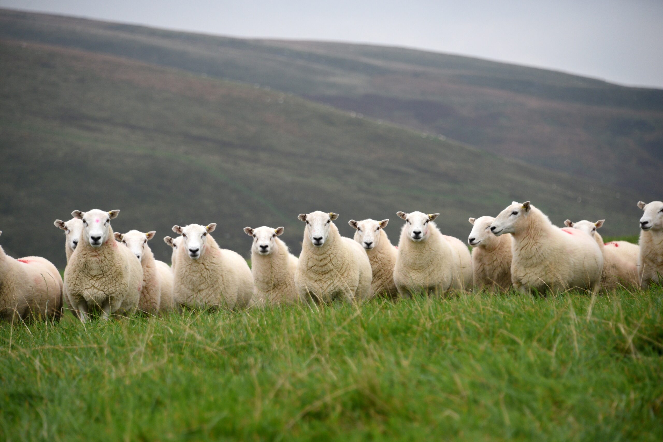 £3 Million Secured to Continue Welsh Sheep Genetics Programme